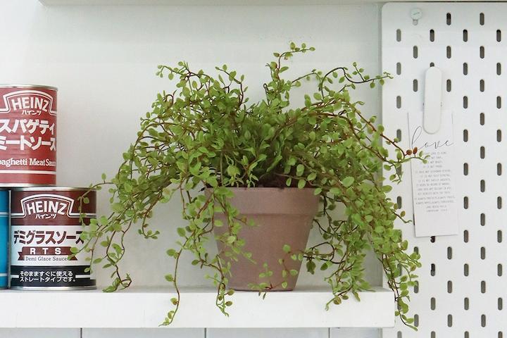 그리너리 트리안 부쉬 조화