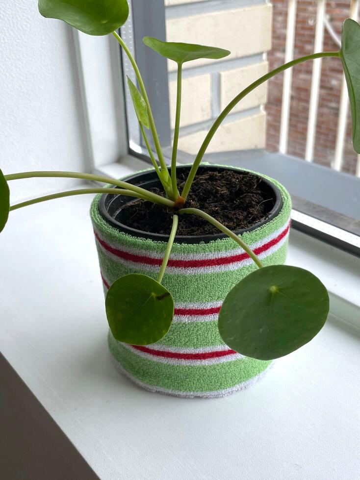 pot cover - green s/t 팟커버