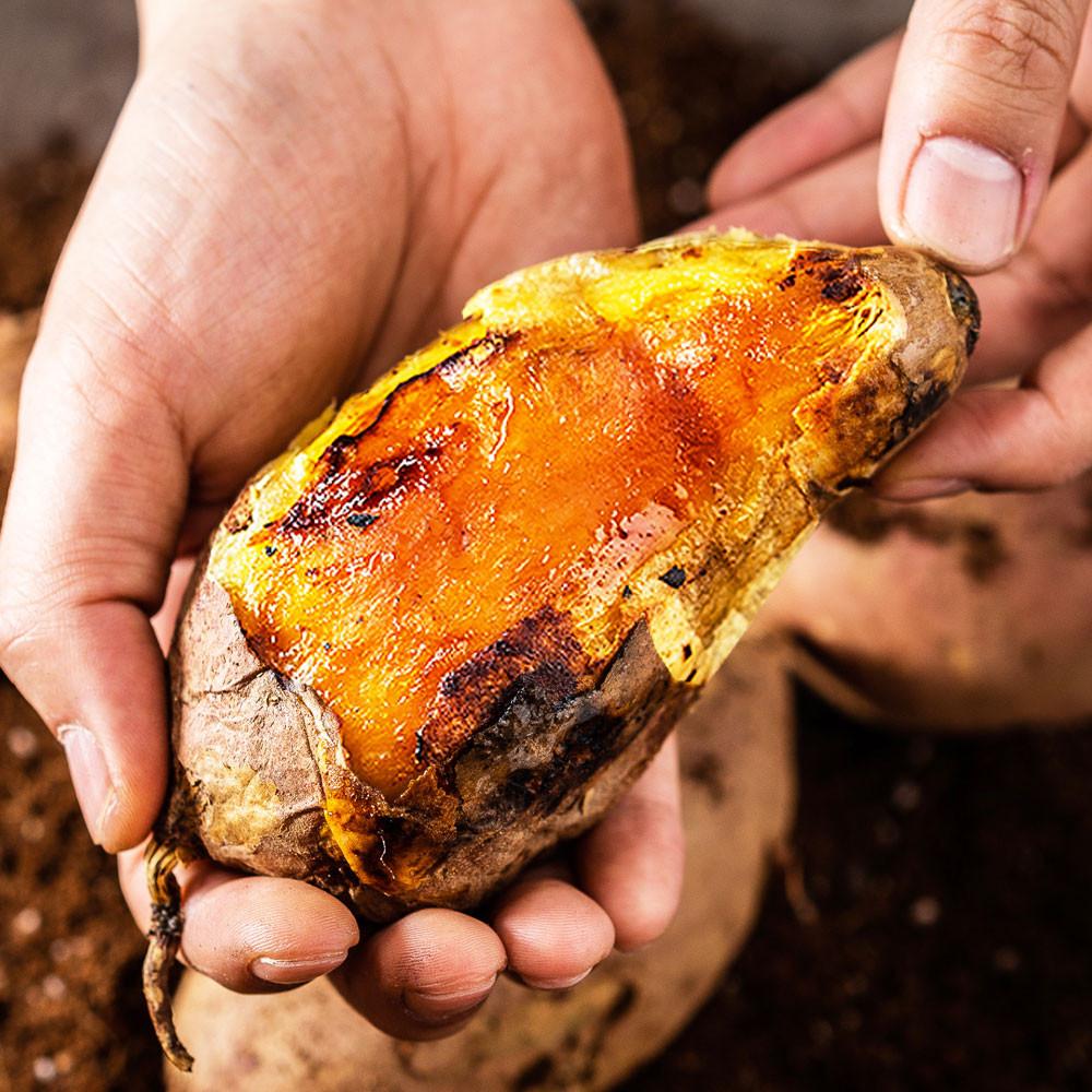 해남 꿀 고구마 3kg 5kg 베니하루카