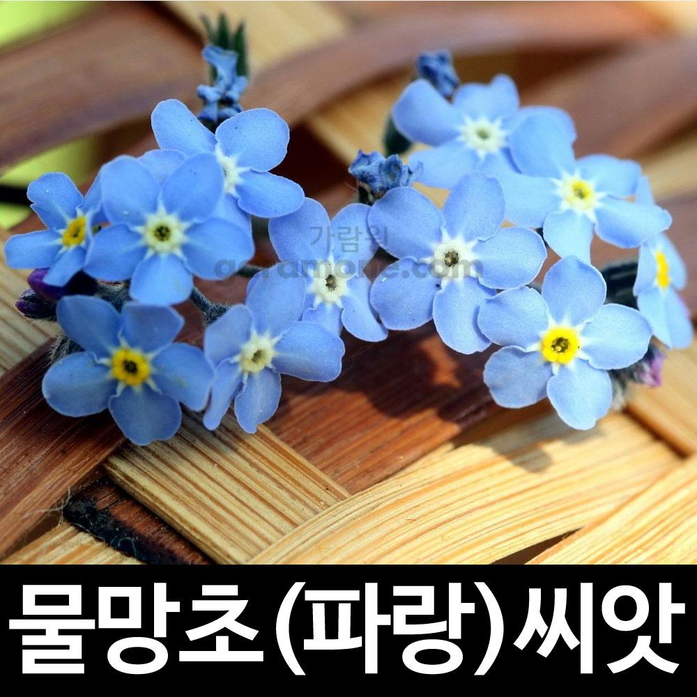 파랑 물망초 씨앗 물망초씨앗 ( forget me not seeds 100알 )