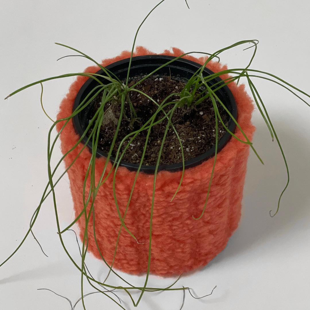 pot cover - carrot 화분커버