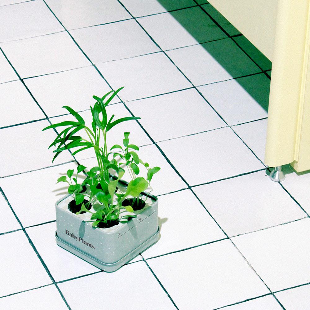 [RENEWAL] BabyPlants - Taste Test 식물재배키트