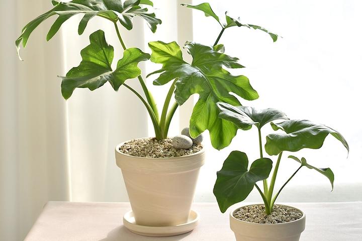 호프셀렘 실내공기정화식물 인테리어식물 셀렘