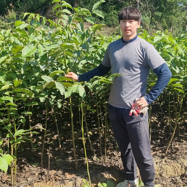 호두나무 묘목 상촌호두 실생1년 중묘 왜성 큰대과종 호두