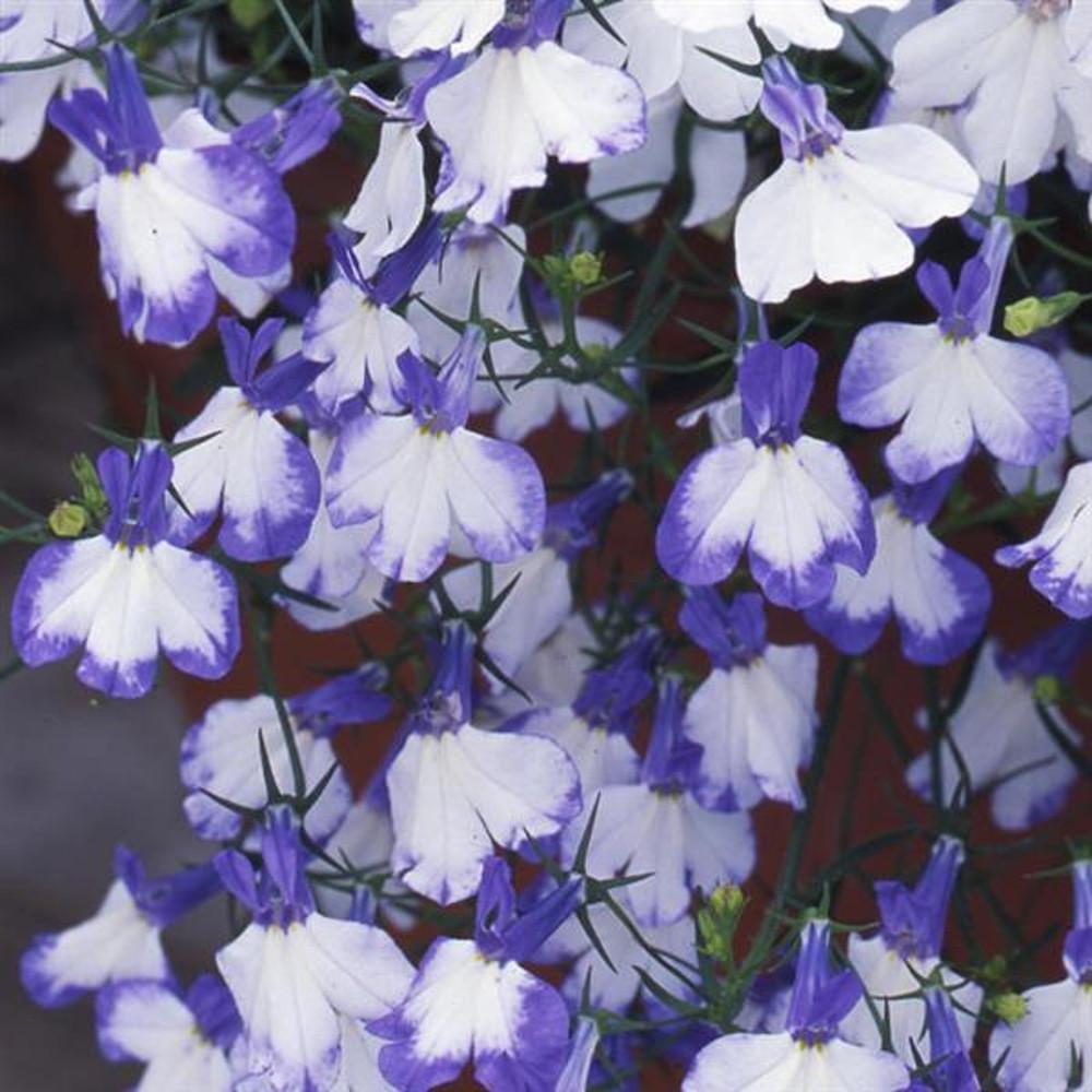 로벨리아 리비에라 '블루 스플래쉬' (Lobelia riviera 'Blue splash') 모종 : 도개화원