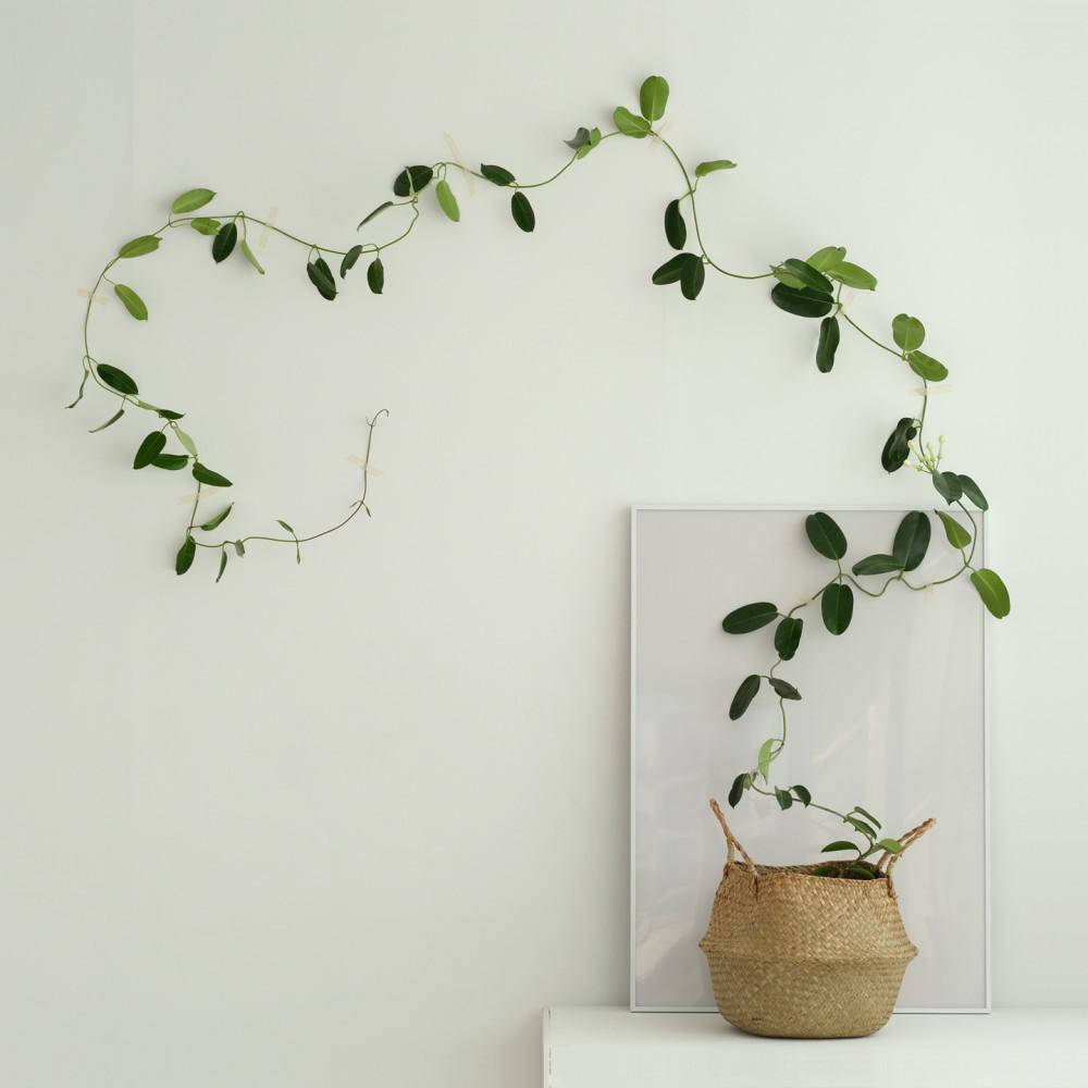 마다가스카르 자스민 벽 인테리어 장식 덩굴 넝쿨 식물 공기정화 플랜테리어 라탄바구니