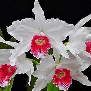 카틀레야원종C.(L).purpurata var. carnea×sib.렐리아 퍼프라타 카니아.아주좋은향.예쁜흰색의 산호핑크색립프.꽃모양예쁨.아주좋은향.인기.~