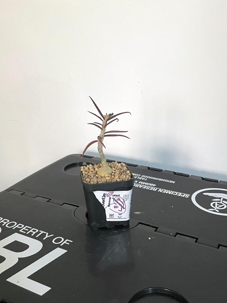 유포르비아 수자나에 마르니에레 국내 실생 아프리카식물 희귀식물