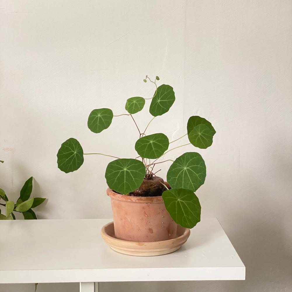 스테파니아 세파란타 구근식물