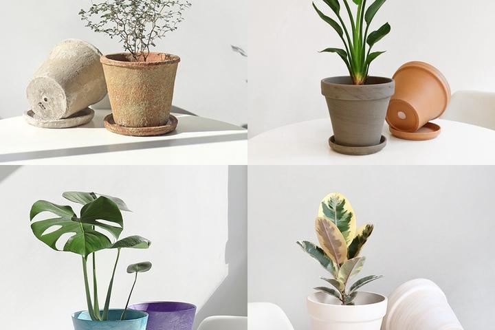 다양한 화분에 식재된 키우기 쉬운 국민식물 화분세트 40종