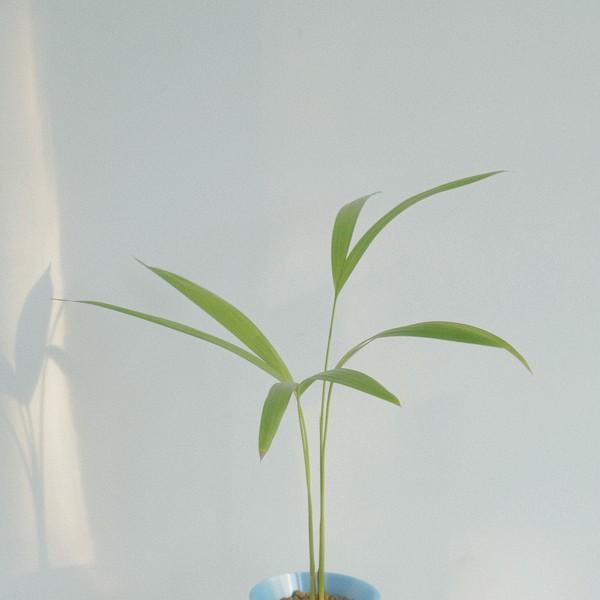 [plant] 아레카야자
