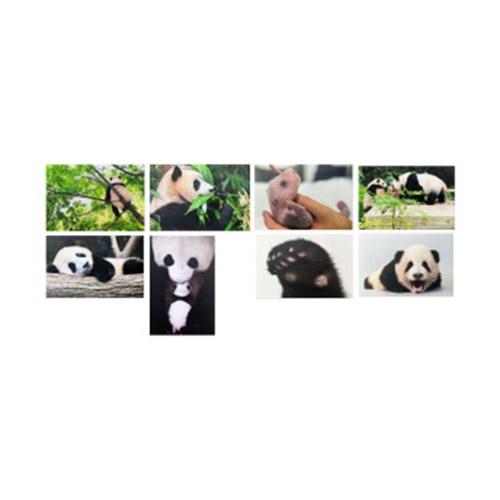 [공식] 에버랜드 판다 푸바오 엽서세트 2P