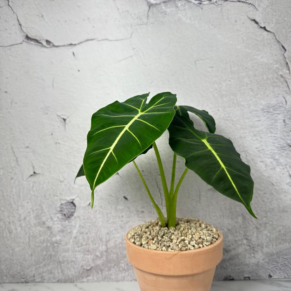 알로카시아 무늬 프라이덱 그린벨벳 희귀식물 플랜테리어 공기정화식물