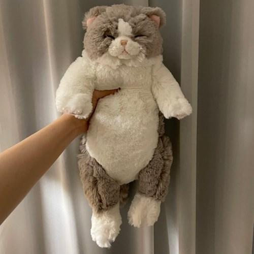 무릎인형잠자는 쓰야쓰야 고양이