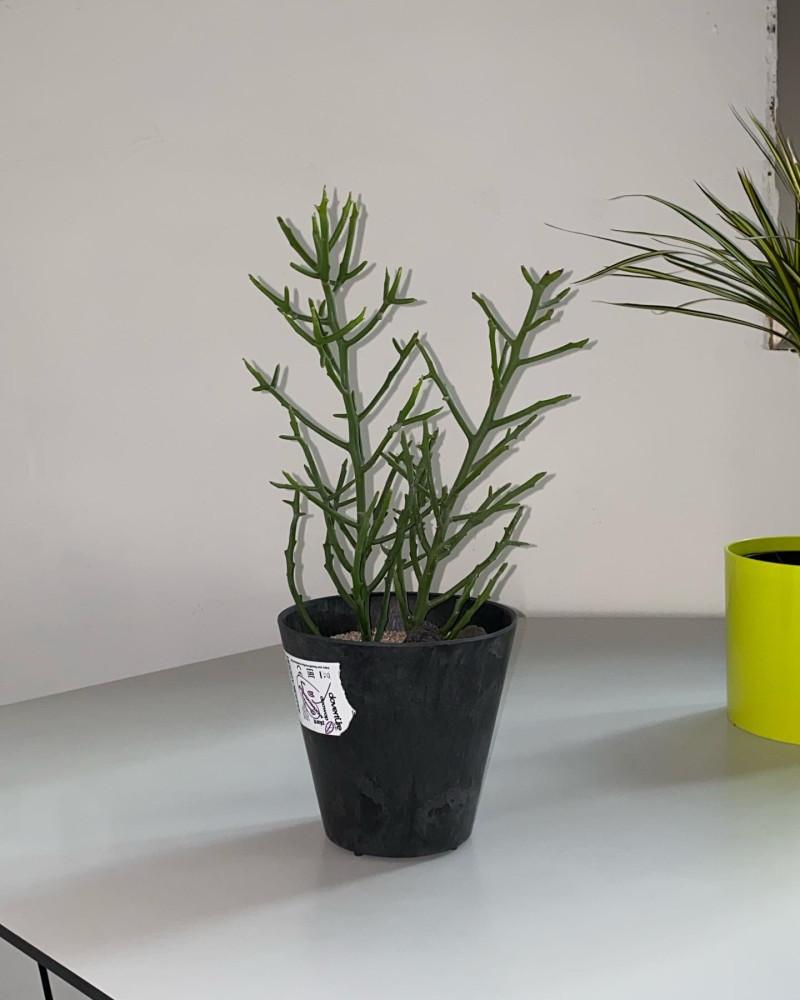 연필선인장 유포르비아 알루아우디 중형분 가시없는 선인장 키우기 쉬운 공기정화식물 생일선물