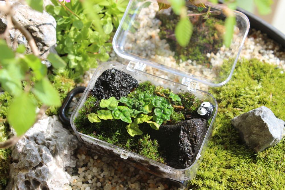 모스 캐리어 미니 테라리움 비단이끼 제주애기모람
