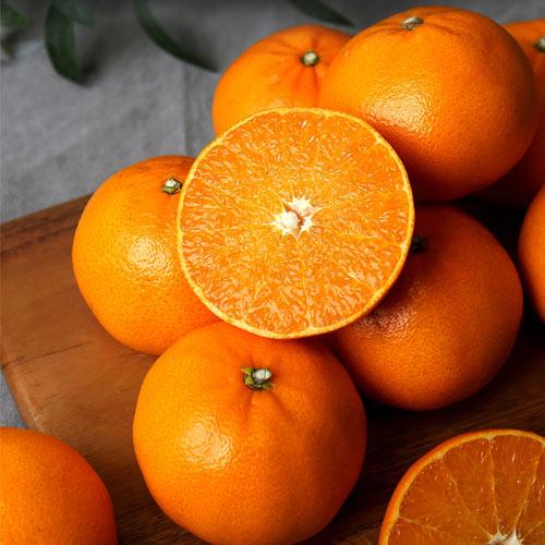 제주직송 가정용 제철 천혜향 서귀포 해거리농법 1kg~4.5kg (소/중/대)