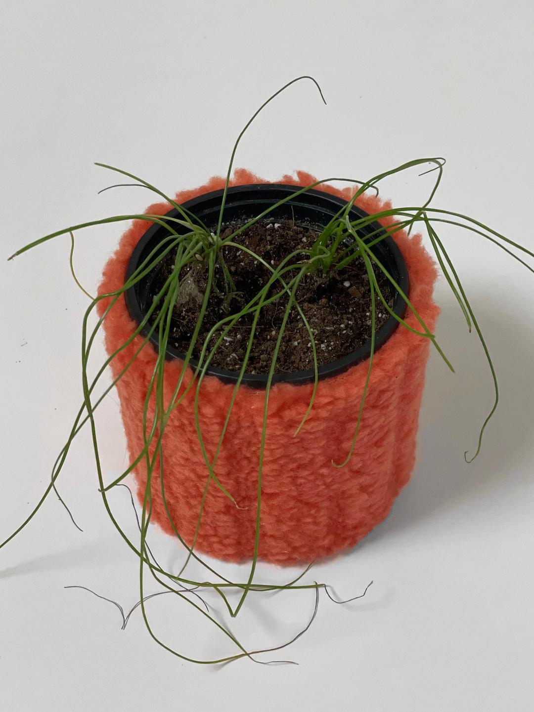 pot cover - carrot