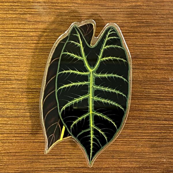 사적인 식물생활 (Private Plant Life)희귀식물 알로카시아 롱길로바 (Alocasia,longiloba)그립톡