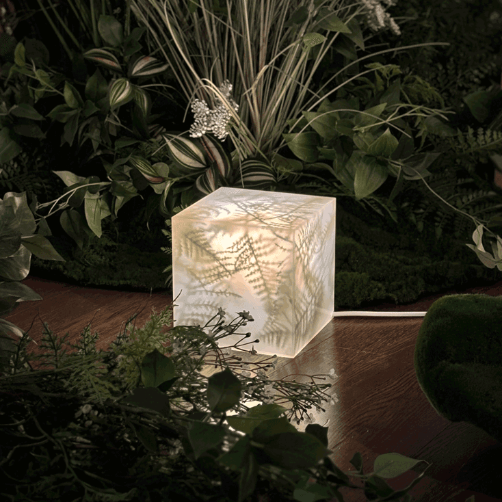 Green Light - Asparagus Setaceus 그린라이트 - 아스파라거스 세타세우스