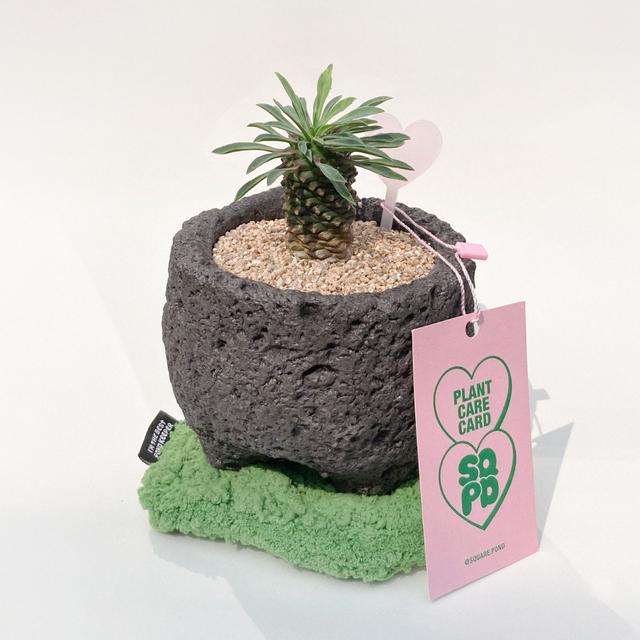 [9월1일 발송]괴마옥 & 이끼코스터 SET