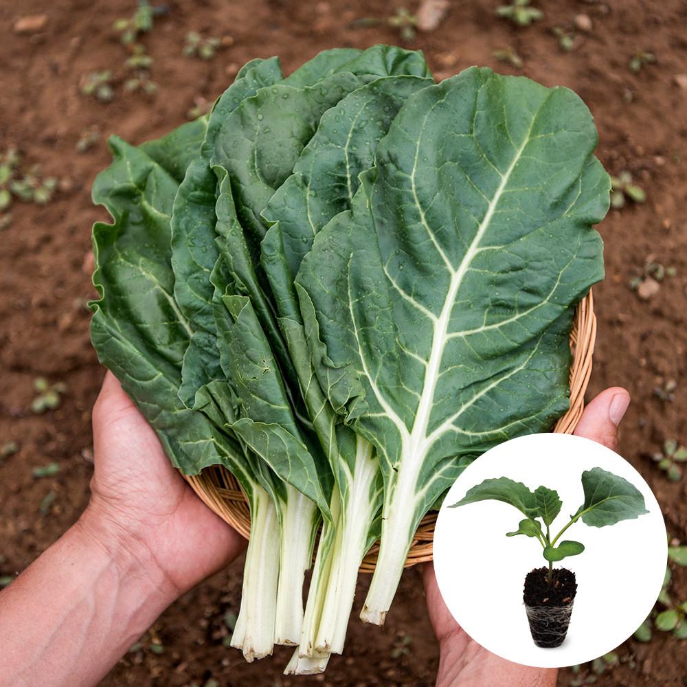 케일모종 특허포장