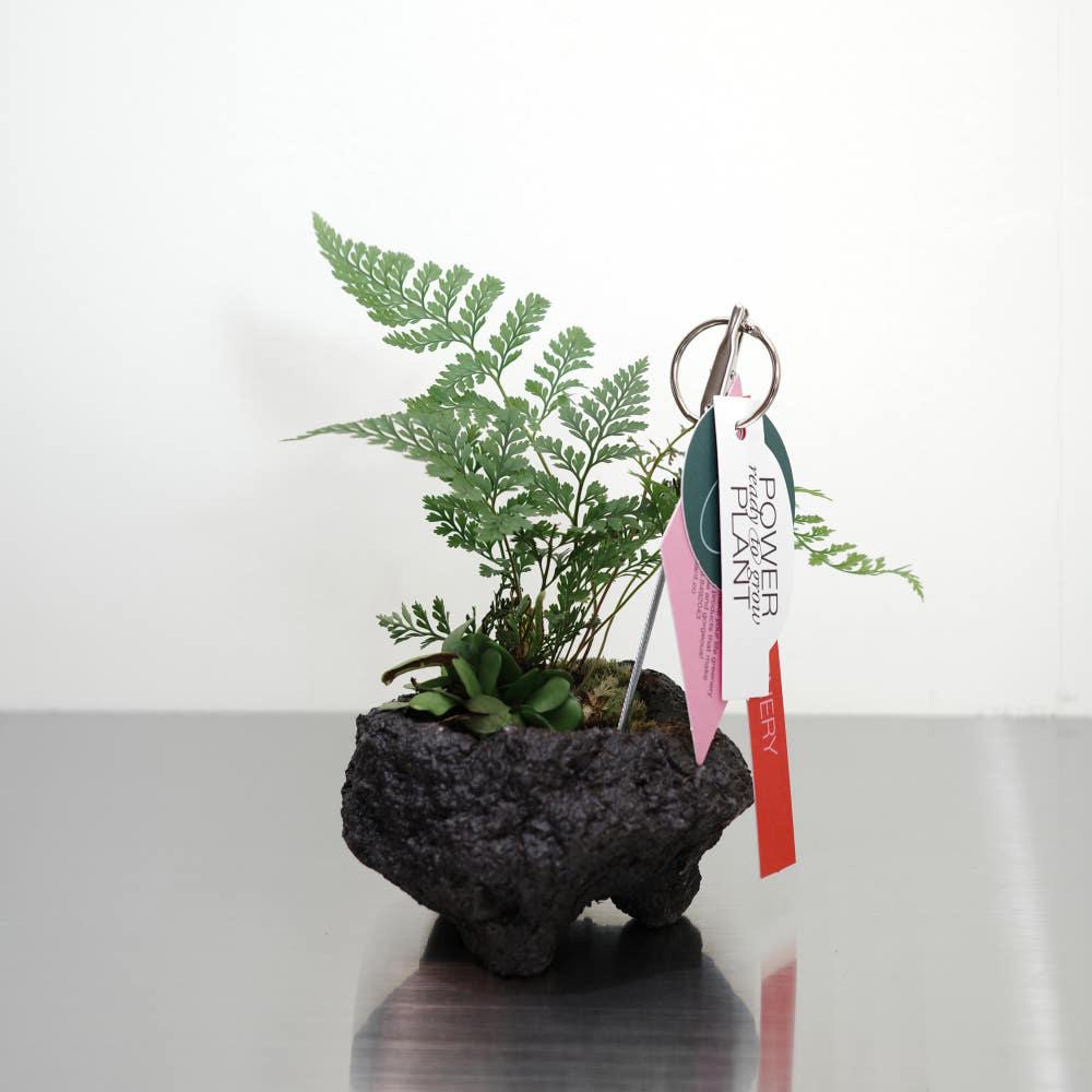 후마타 고사리 화산석 스톤 팟