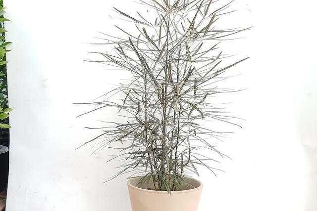 배송일지정가능/아랄리아 이태리 모카토분