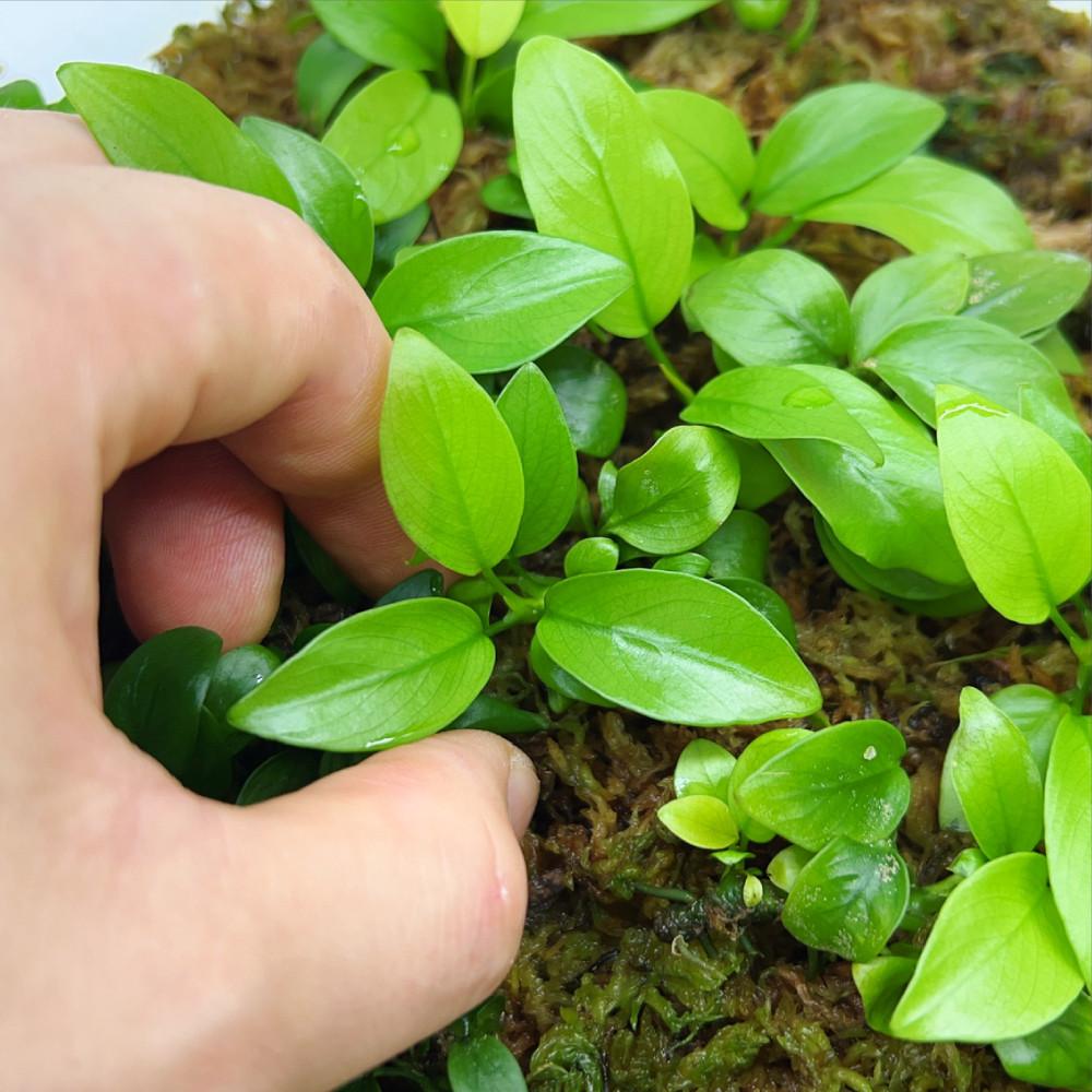 아누비아스 나나 수상엽 테라리움 팔루다리움 수초 식물