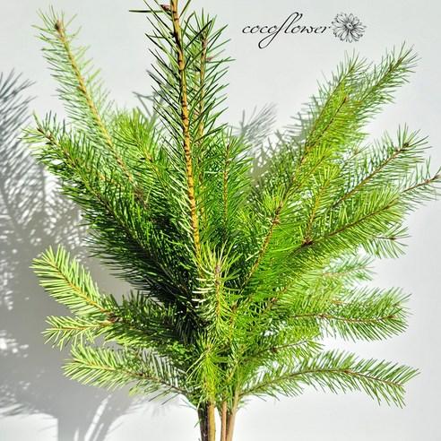 [코코 플라워] 전나무 더글라스 크리스마스트리 생화택배 꽃배달싼곳 - 나무화분 | 쿠팡