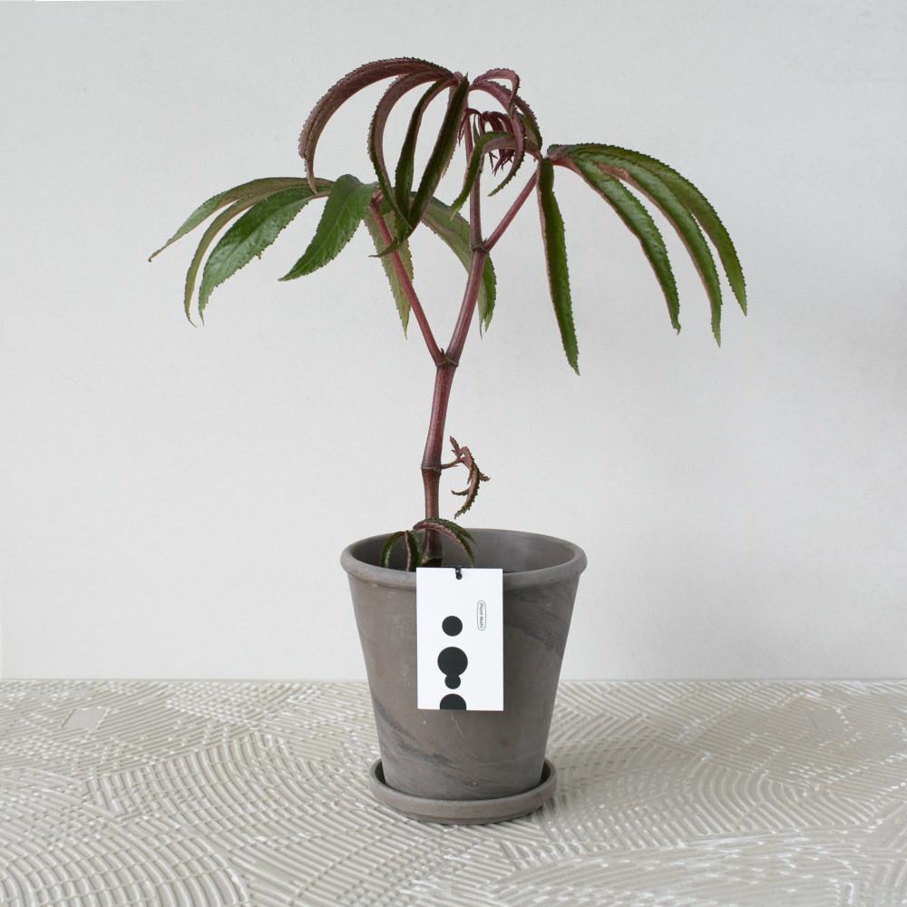 베고니아 럭셔리안스 룩스리안스 그린테리어 희귀식물