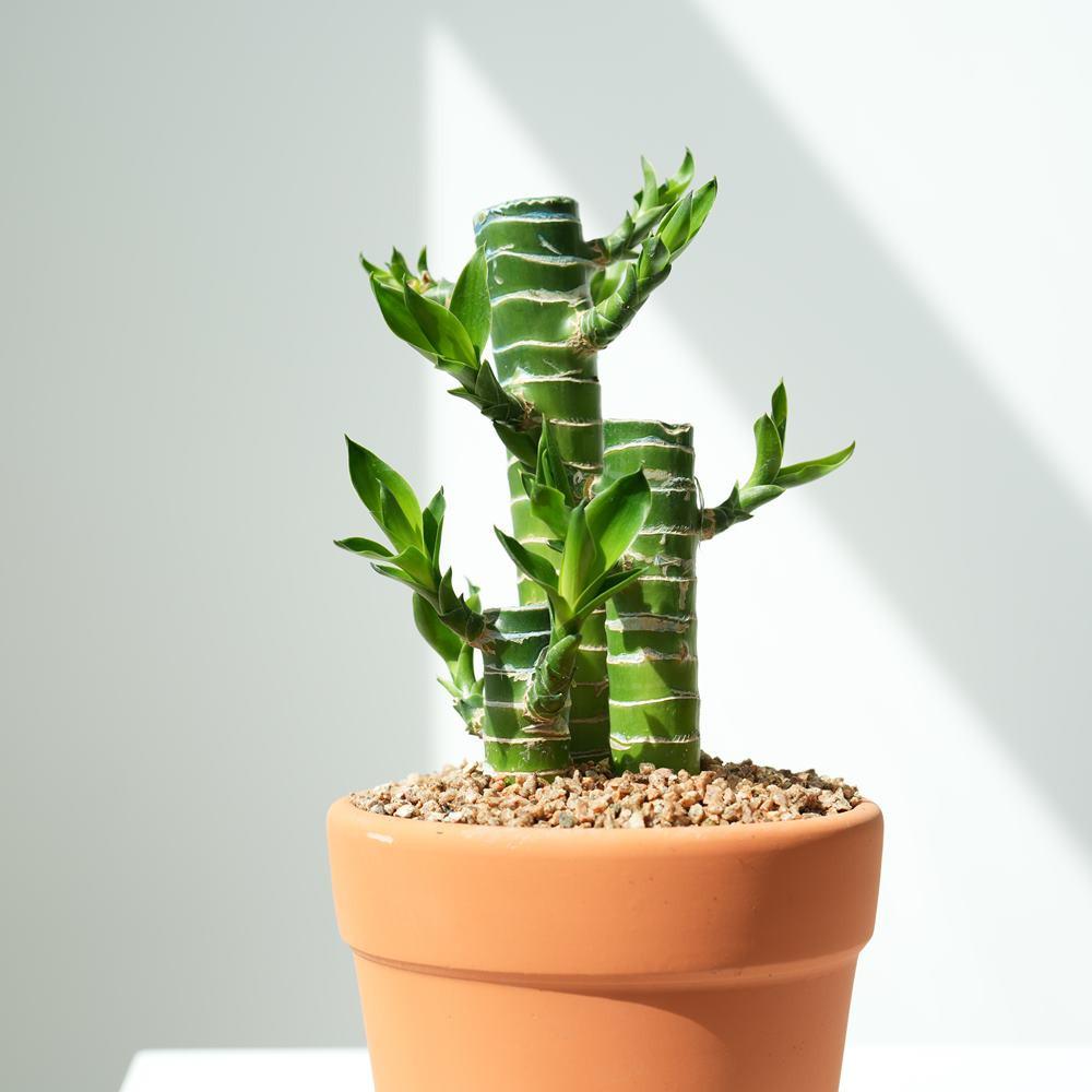 연화죽 소형 키우기 꽃 화분 이태리 토분