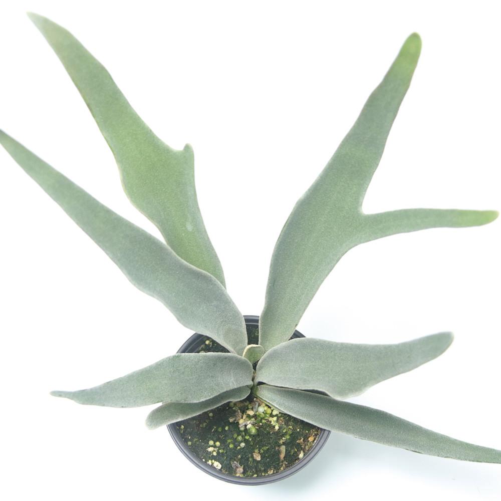 박쥐란 실버파이튼 알시콘 행잉플랜트 음지식물