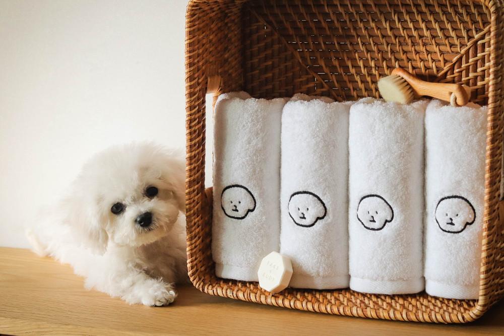 [1매]메종드코튼 마이펫 비숑 말티즈 마이퍼베이비 호텔타올 선물세트 집들이 선물로 좋은 수건답례품 코마 40수 200g