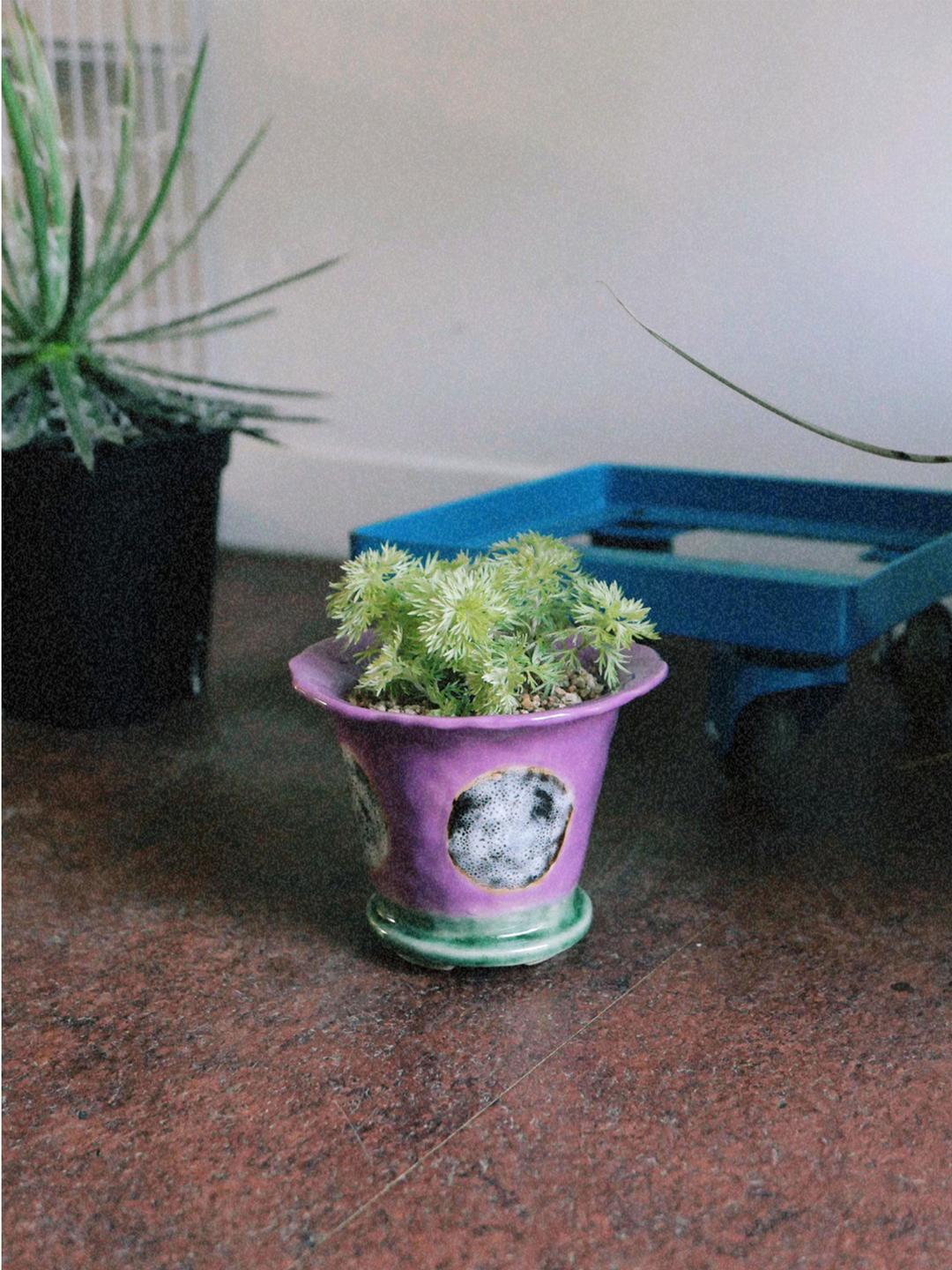 witty pot - purple