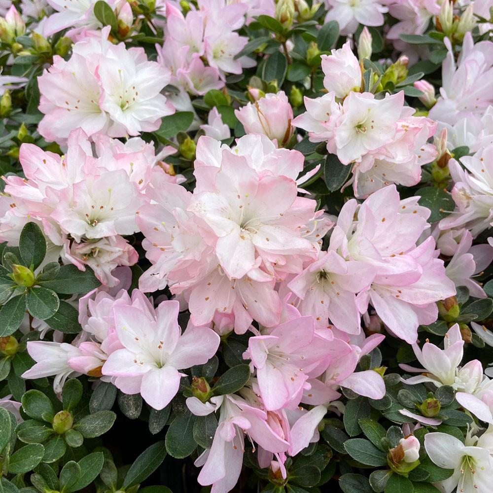 철쭉 해피핑크 10cm 포트 / 서양철쭉 아잘레아 철쭉화분