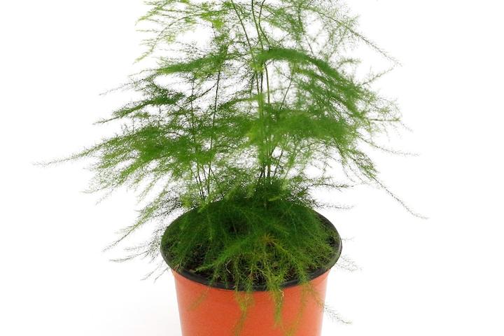 아스파라거스 기본포트