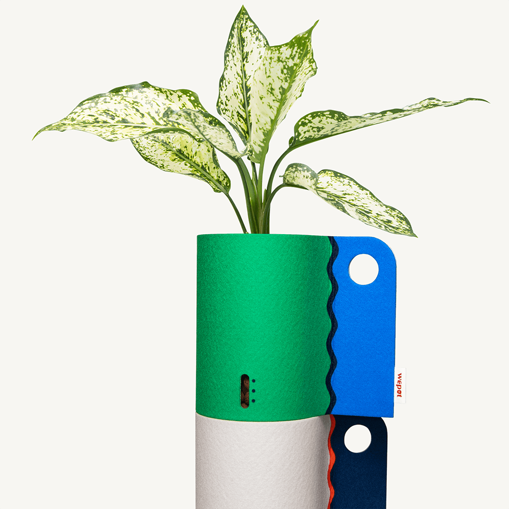 반수경재배 식물키트 레이어드 컬러 - 아글라오네마 스노우 화이트 M