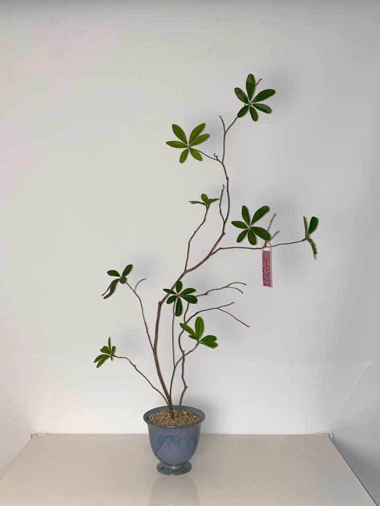 [오브제] 만리향나무 여주제작 유약도기화분 세트