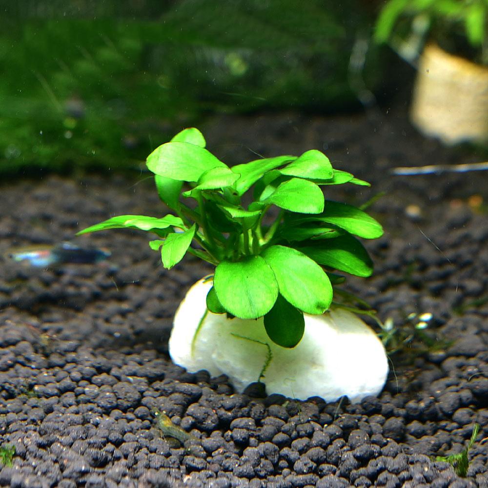 하얀조약돌과 미니나나 활착 작고깜찍한 수중식물 수초장식