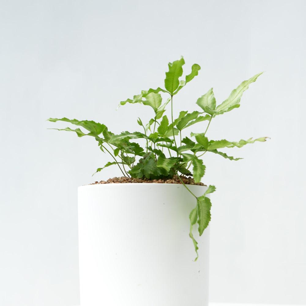 푸테리스 소형 키우기 꽃 화분 이태리 토분 공기정화식물