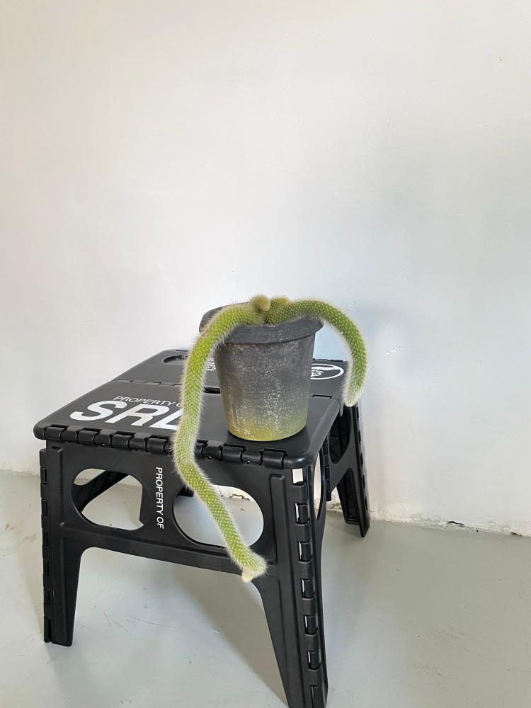 원숭이꼬리 선인장 긴버전 빈티지 베트남화분 카페식물 개업화분 화환 집들이선물