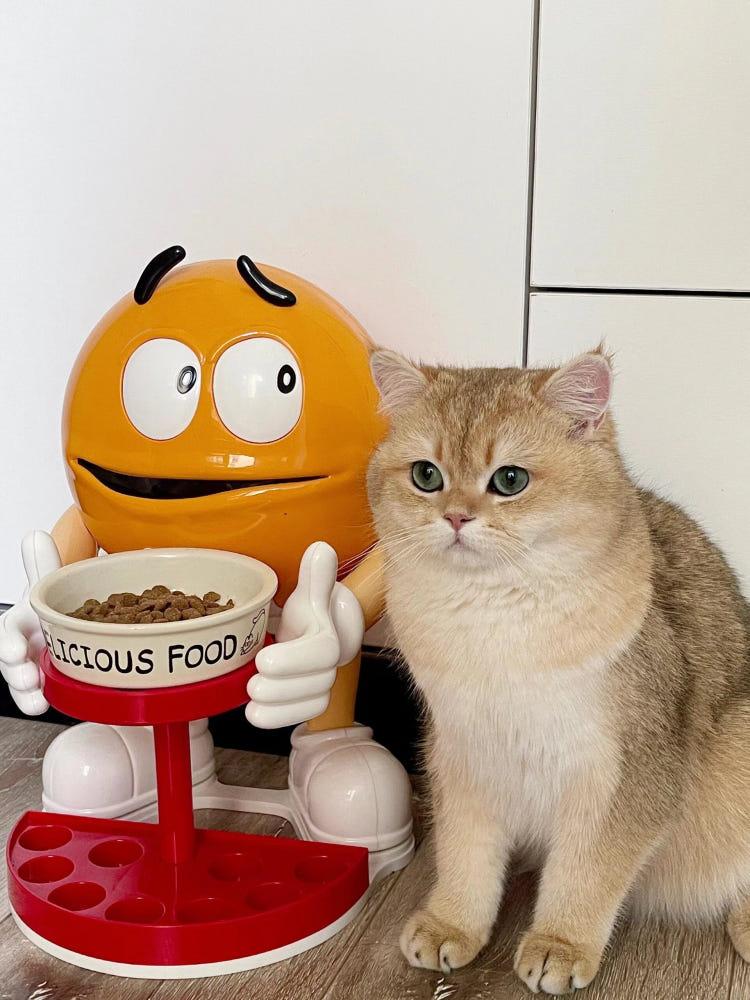 지미하우스 초콜릿 반려동물 사료그릇 물그릇 주방정리 받침대 수납 커피 계란 정리 다용도