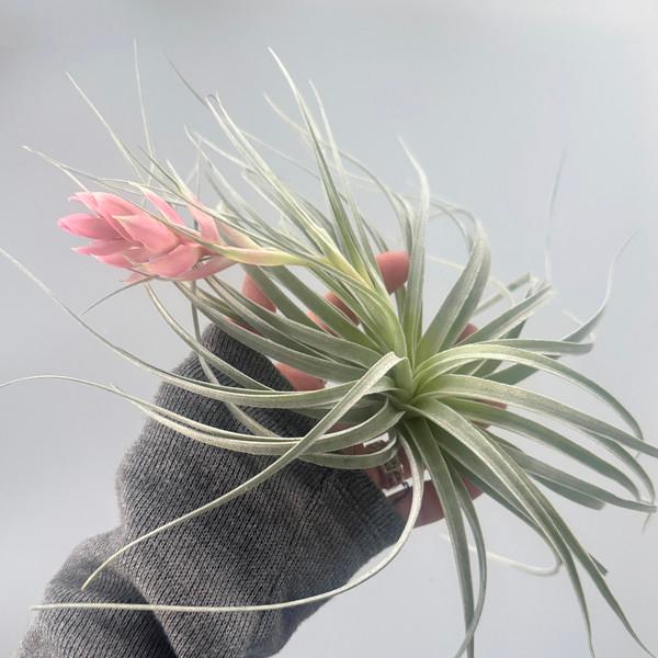 틸란드시아 코튼캔디 20cm