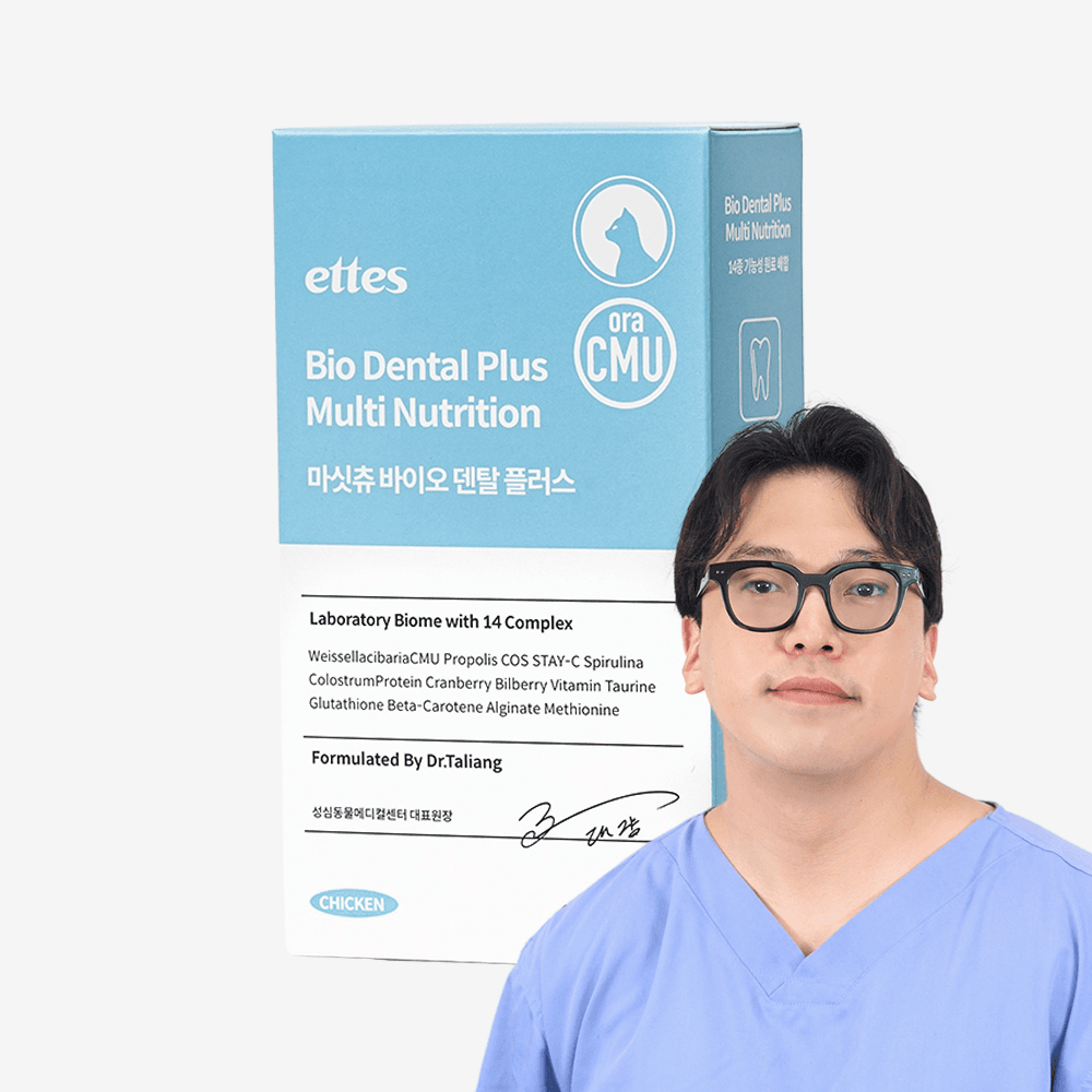 마싯츄 고양이 구강 덴탈