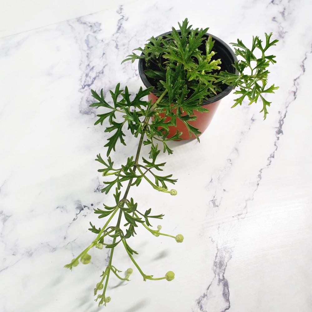 상록으아리 꽃 노지월동 야생화 켄트마이조 키우기