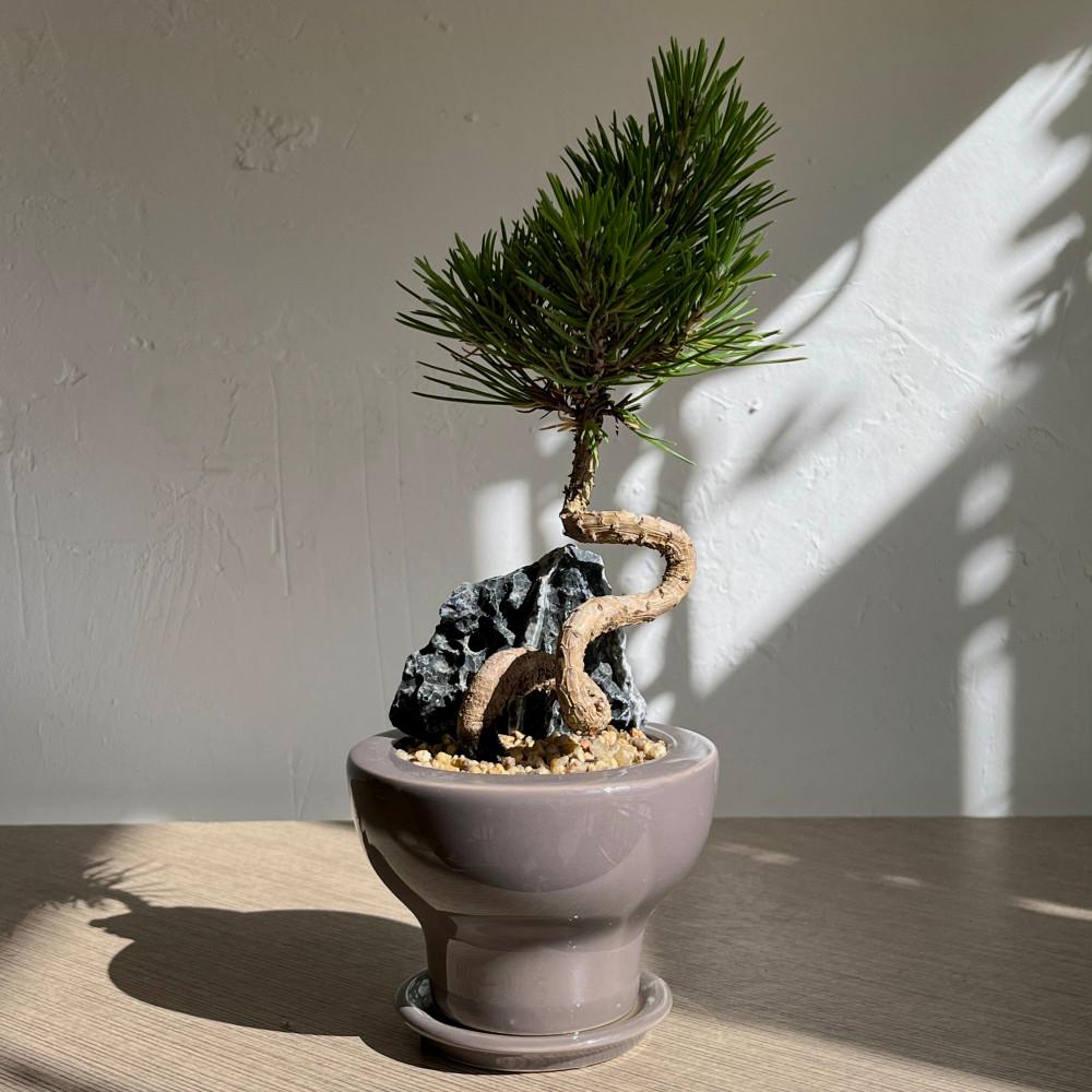 미니 소나무분재 해송 선물하기 좋은 고급스러운 승진 진급 영전화분