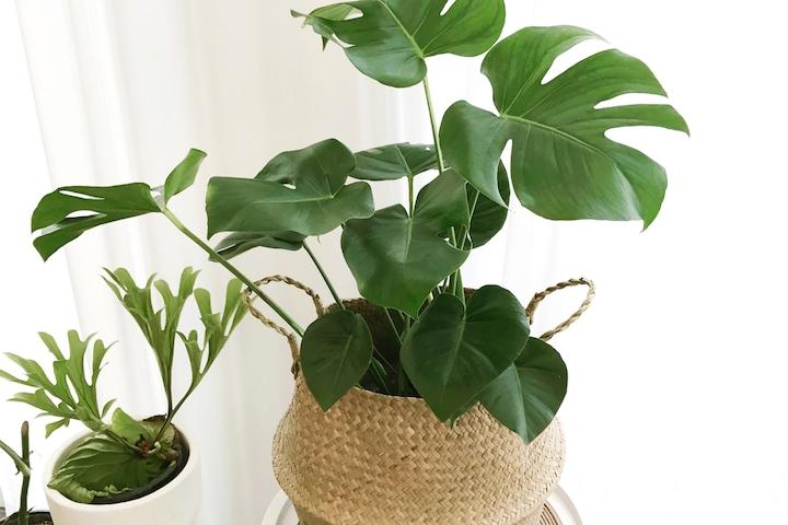 몬스테라(중형,중대형)_해초라탄바구니 세트