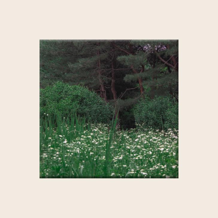 Deep green Forest Canvas