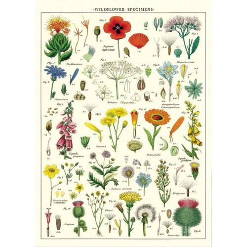 카발리니 포스터-Wildflowers